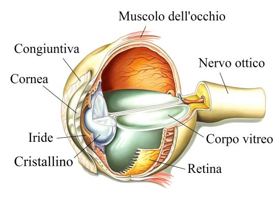 Anatomia dell' Occhio
